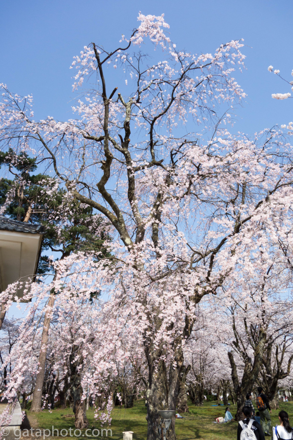 五泉市 村松公園 桜 紅葉の撮影におすすめ 潟フォト撮影記